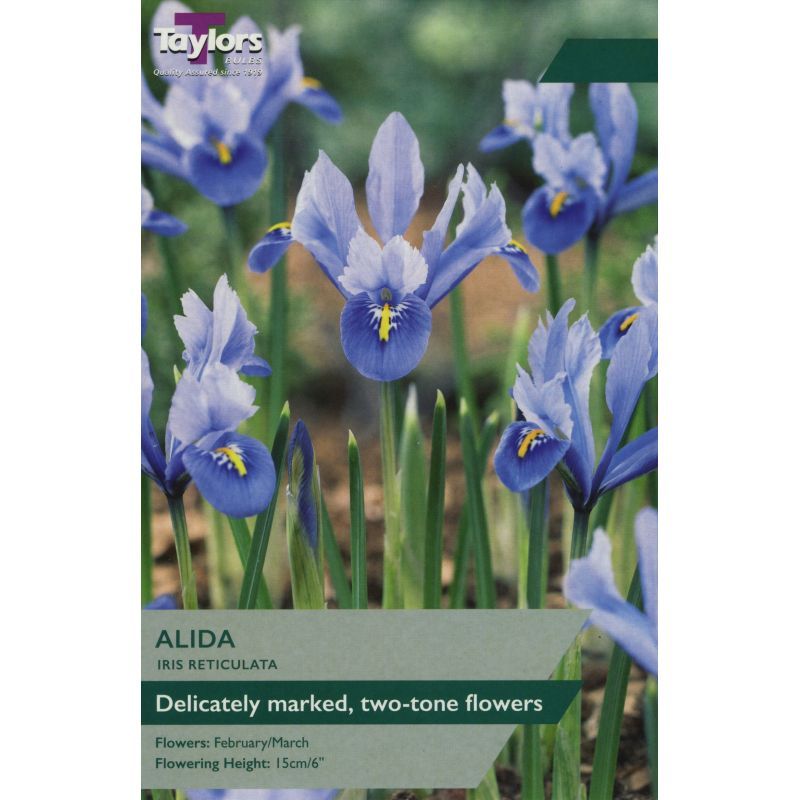 Iris reticulata 'Alida'