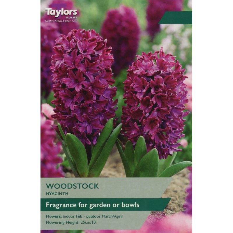 Hyacinth 'Woodstock'