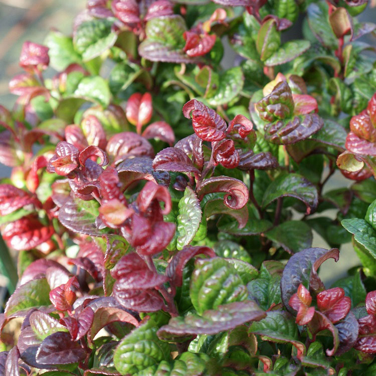 Leucothoe axil. 'Curly Red'