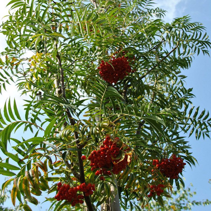 Sorbus commixta 'Dodong' 10 Litre