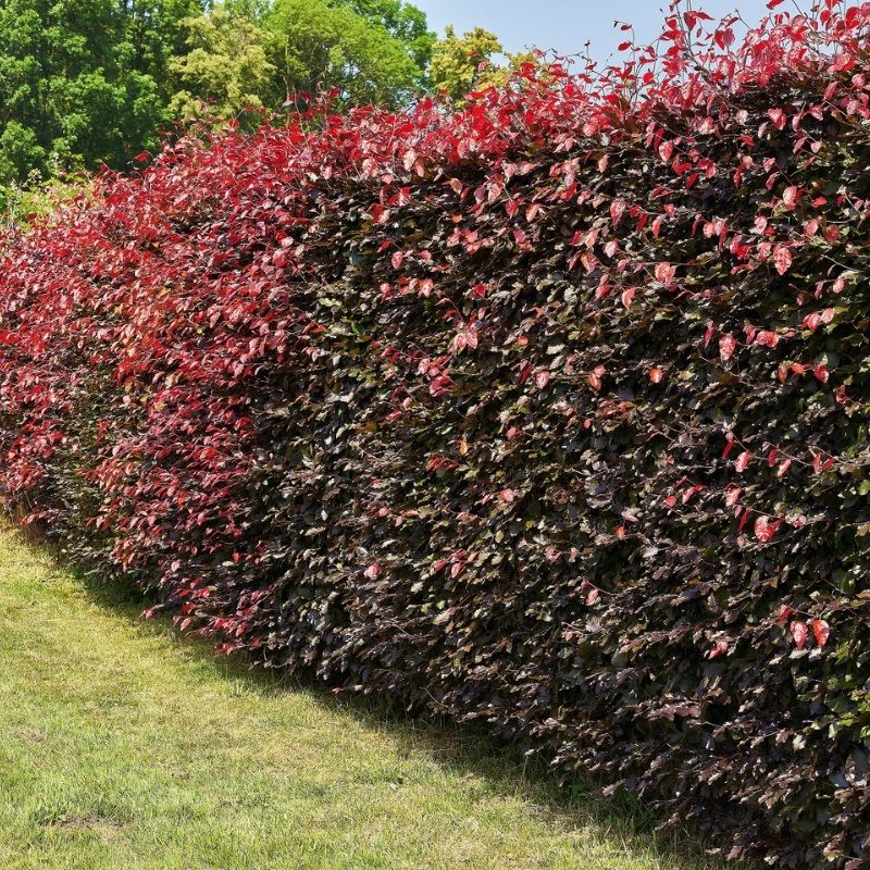 Fagus sylvatica 'Atropurpurea' 3 Litre