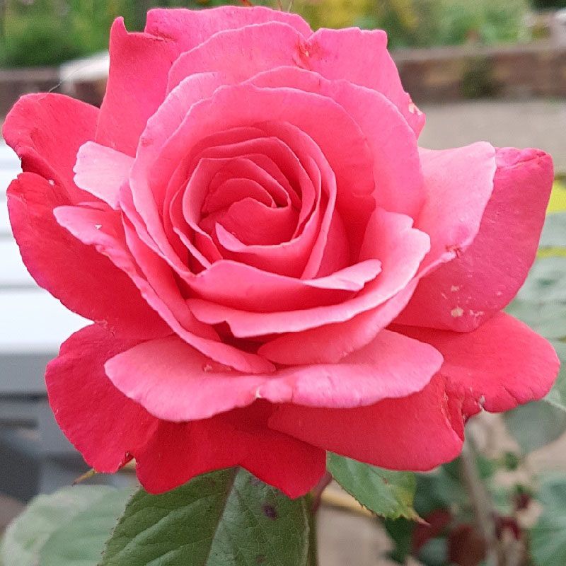 Rosa 'Galway Bay' 5 Litre