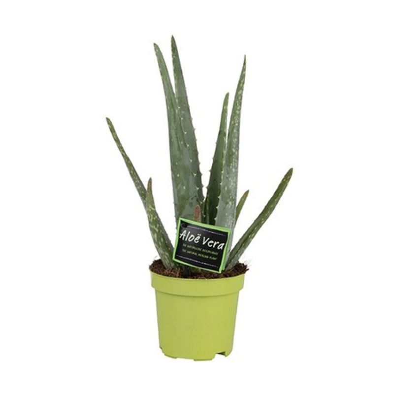 Aloe Vera 10.5cm