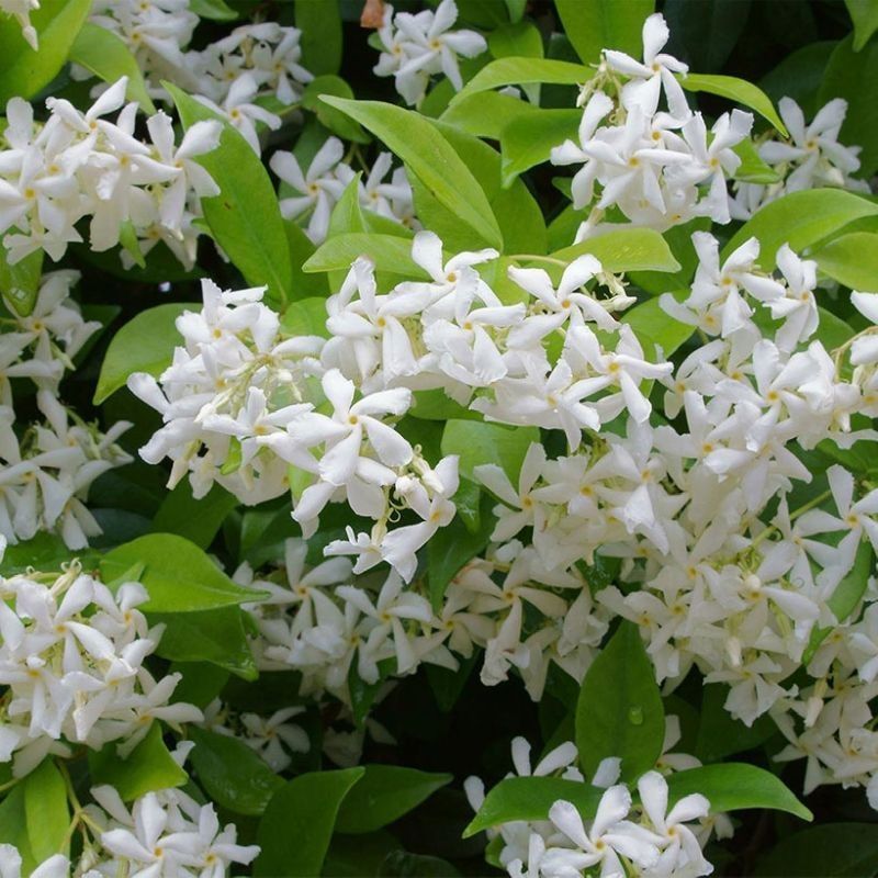 Trachelospermum jasminoides 9 Litre