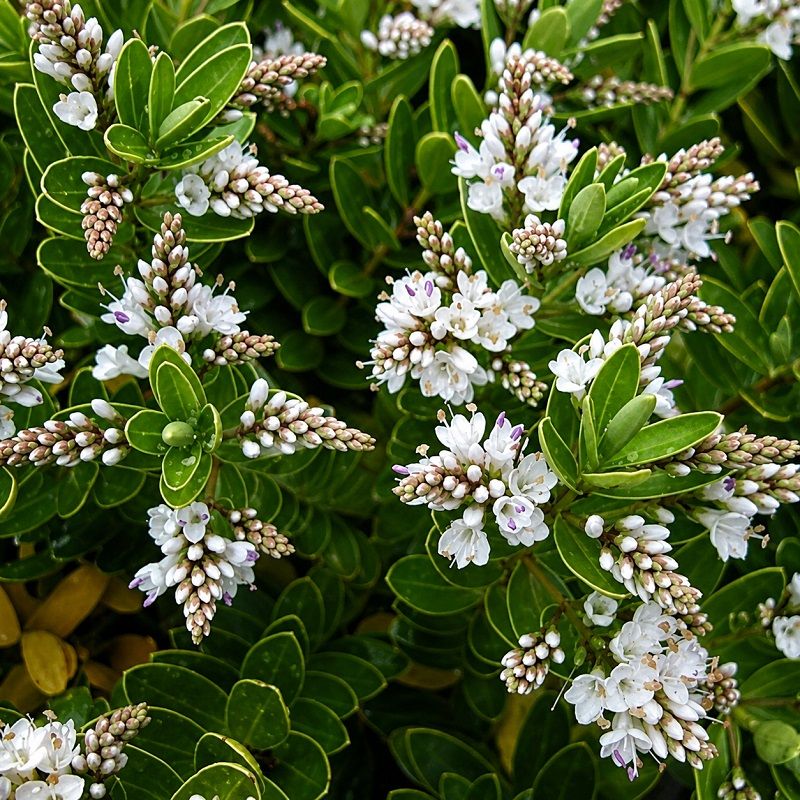 Hebe 'Wiri Mist' 2 Litre