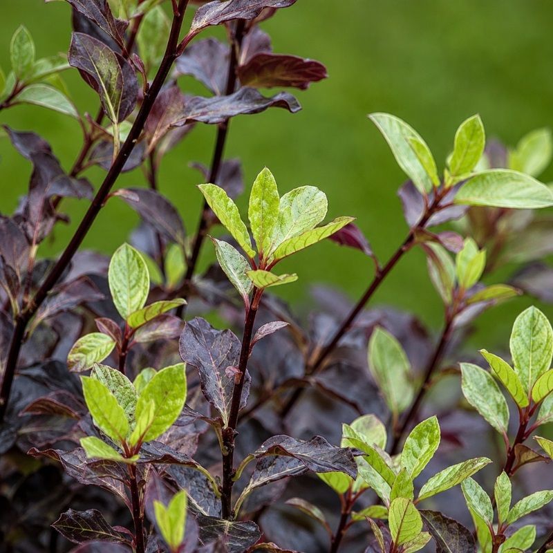 Pittosporum tenuissima 'Tom Thumb' 2 Litre