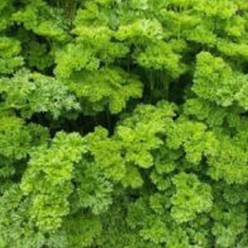 Parsley Moss Curled 9cm