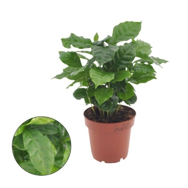 Coffea arabica 12cm