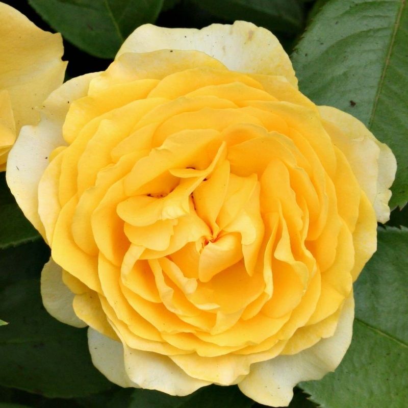 Rosa 'Absolutely Fabulous'