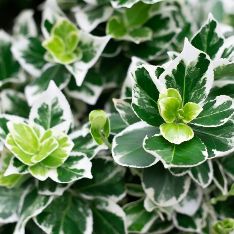 Euonymus fortunei 'Emerald Gaiety' 2 Litre