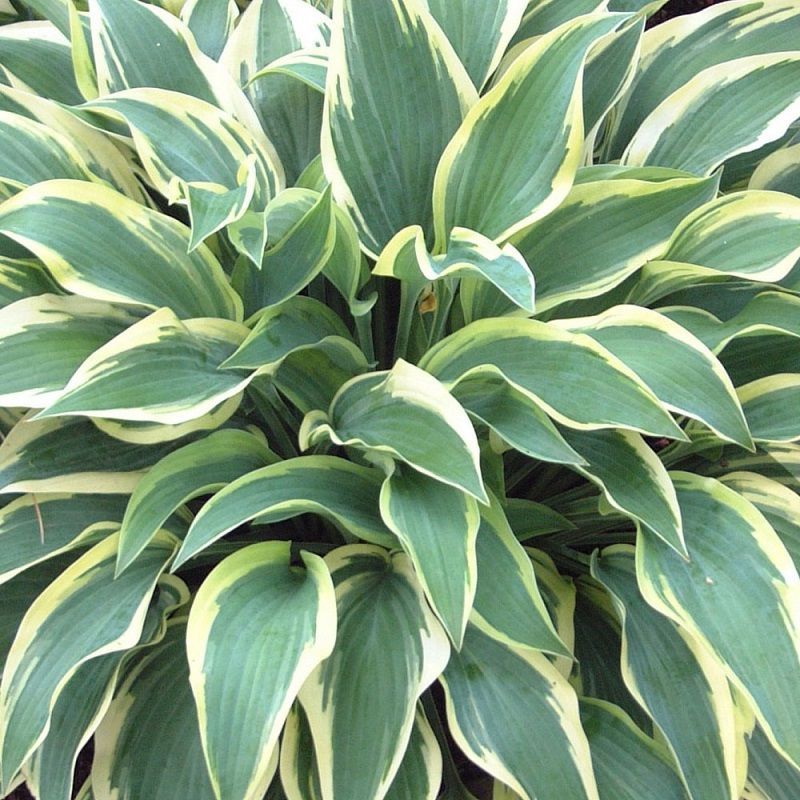 Hosta 'Wide Brim'