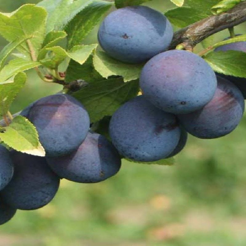 Prunus d. 'Damson'