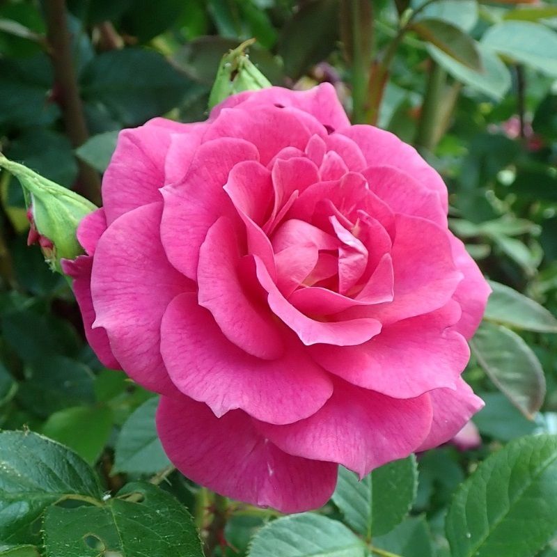 Rosa 'Gloriana' 10 Litre