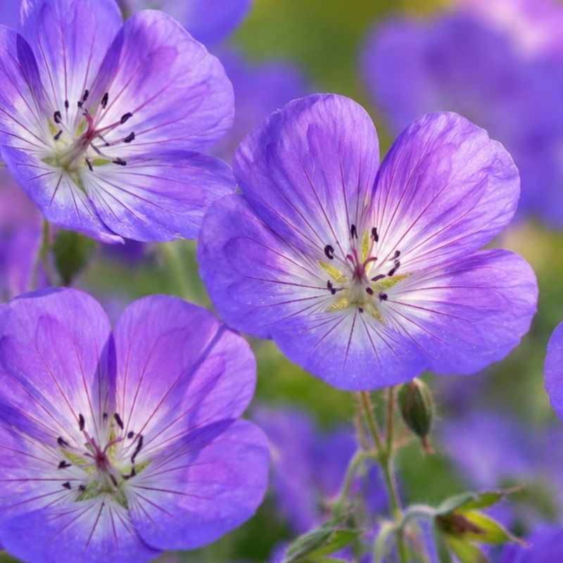 Geranium 'Sweet Heidi' 2 Litre