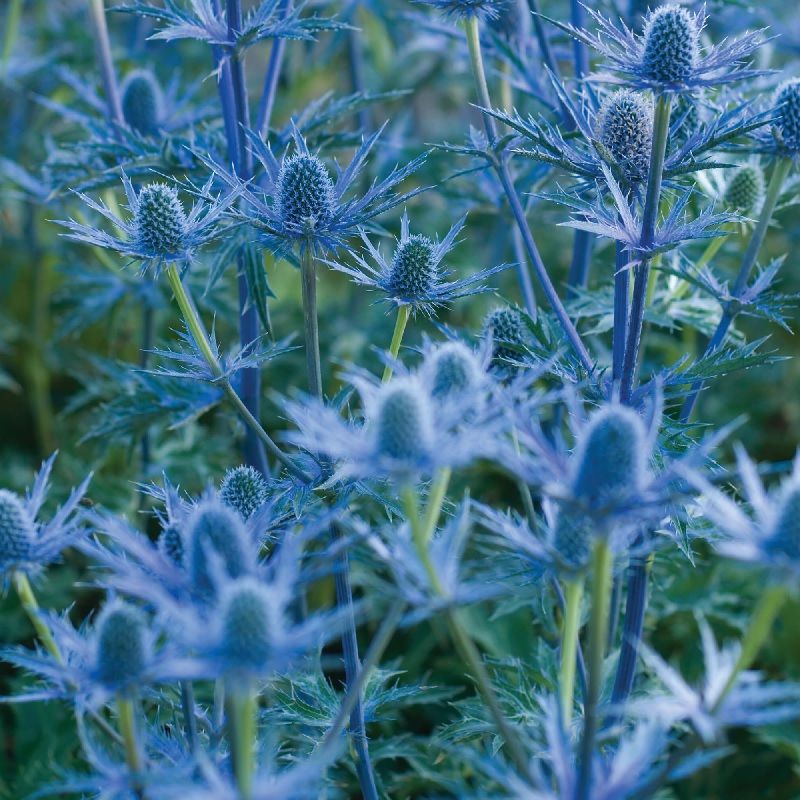 Eryngium 'Big Blue' 2 Litre