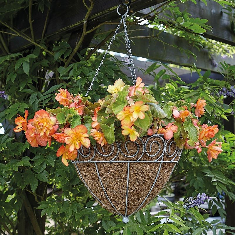 Tom Chambers Scrolled Cone Hanging Basket