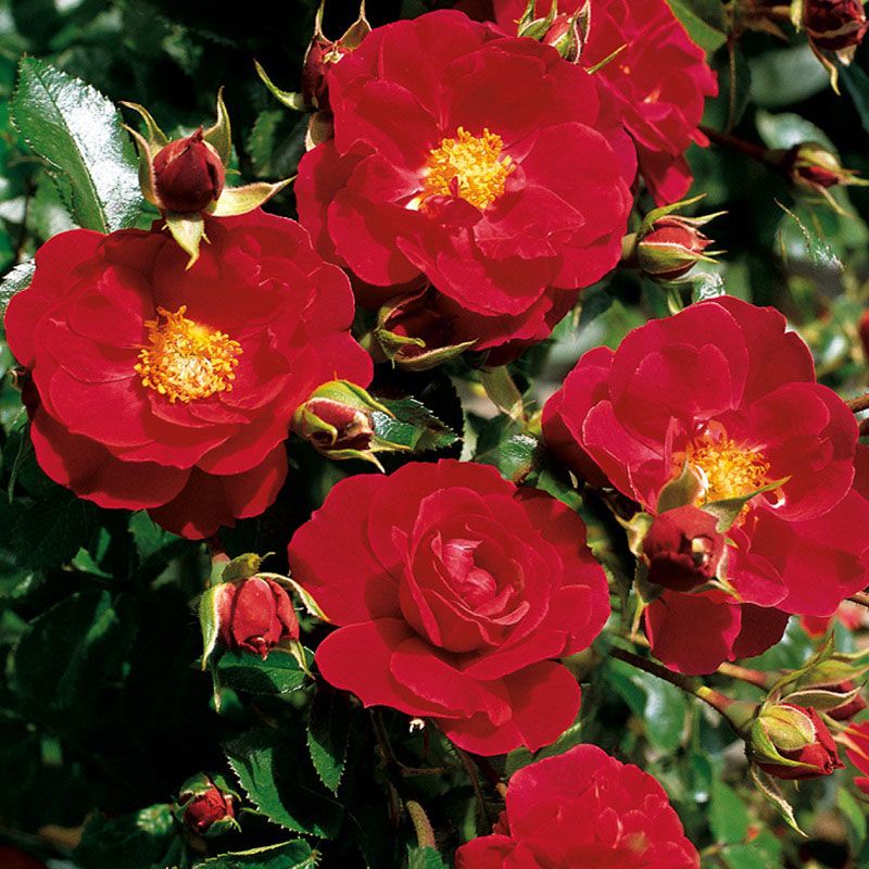 Flower Carpet 'Ruby Rose' 3.5 Litre