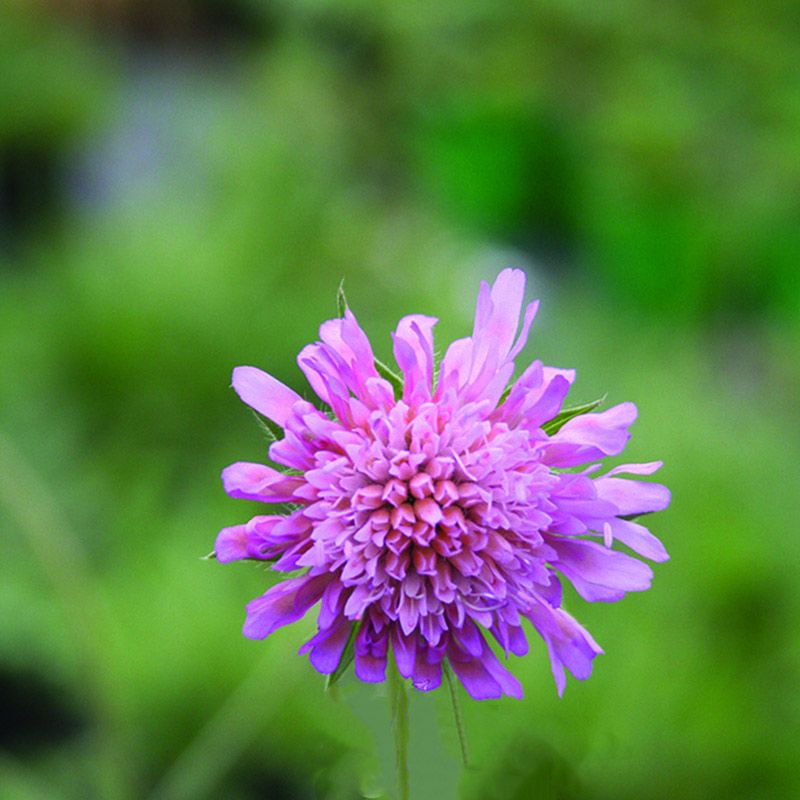 Knautia macedonica 'Melton Pastels' Summer Flowering Arboretum