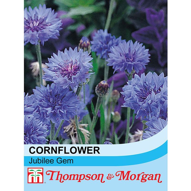 Thompson & Cornflower Dwarf 'Jubilee Gem' Flower Seeds