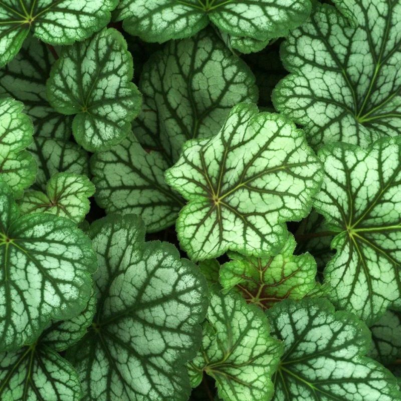 Heuchera 'Green Spice' 2 Litre