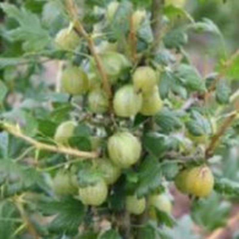 Gooseberry Invicta
