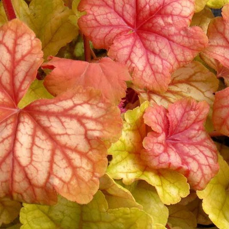 Heuchera 'Champagne'