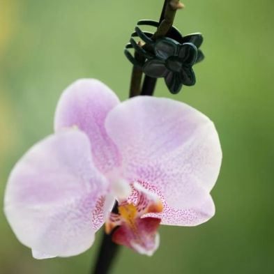 Gardman Plant & Flower Clips (10 Pack)