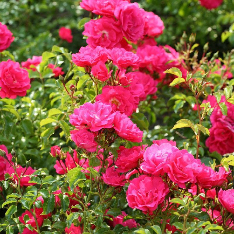 Rosa 'Flower Carpet Pink' (Climbing Rose)