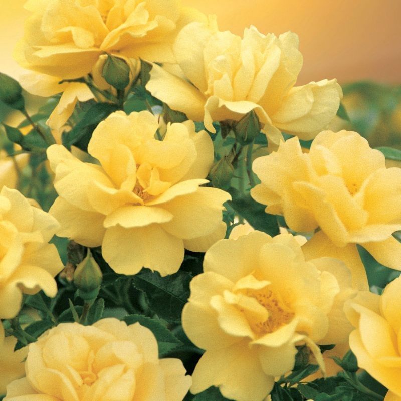 Flower Carpet 'Gold Rose'