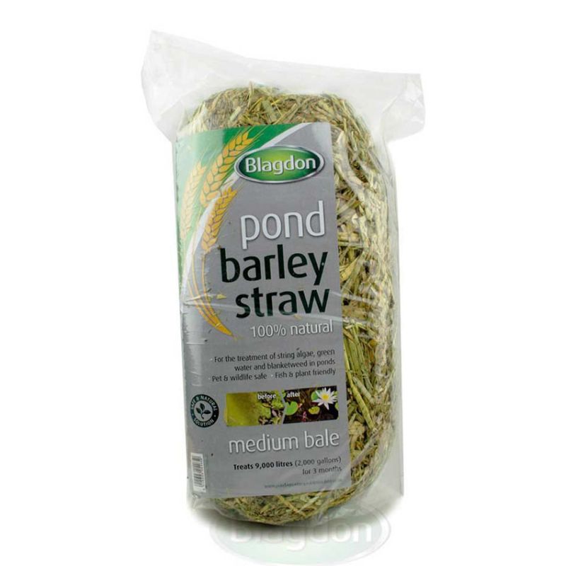 Blagdon Barley Straw Bale - Medium