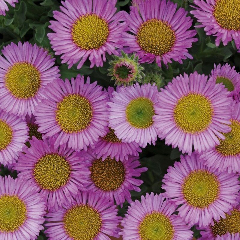 Erigeron glaucus 'Sea Breeze' 2 Litre