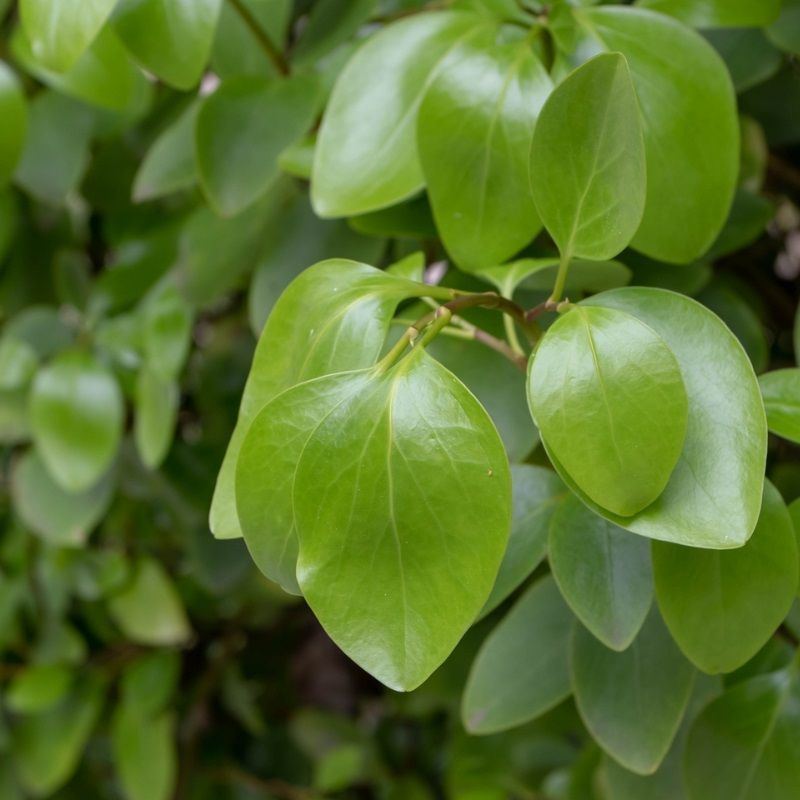 Griselinia littoralis 2 Litre