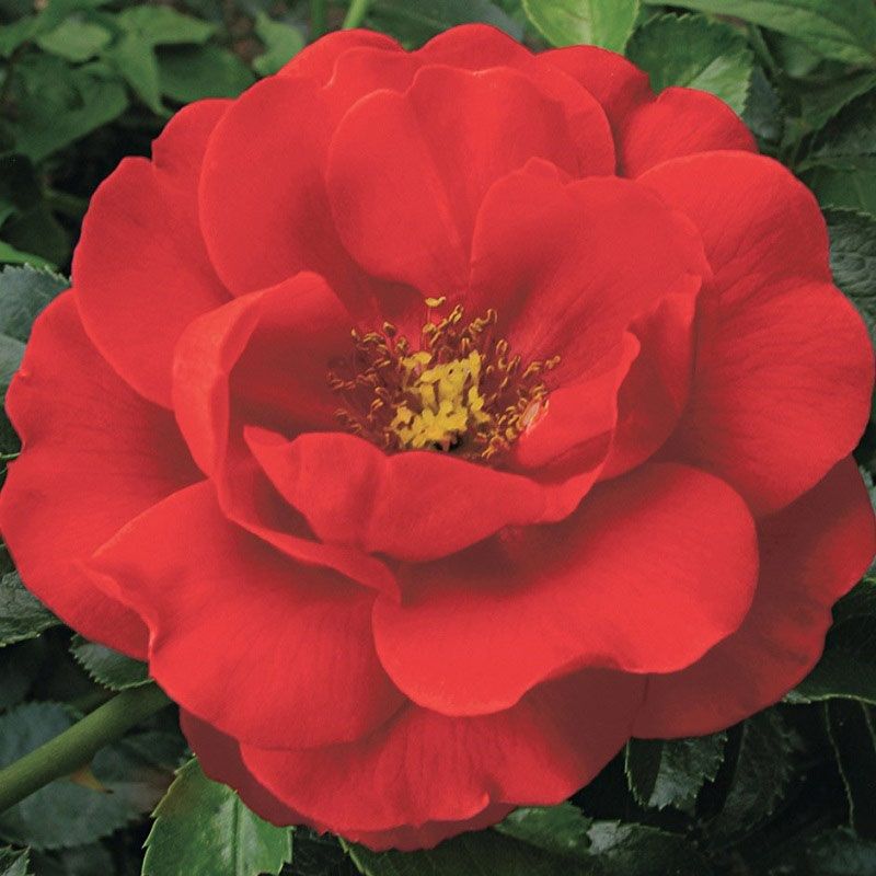 Rosa 'Flower Carpet Scarlet' 3.5 Litre
