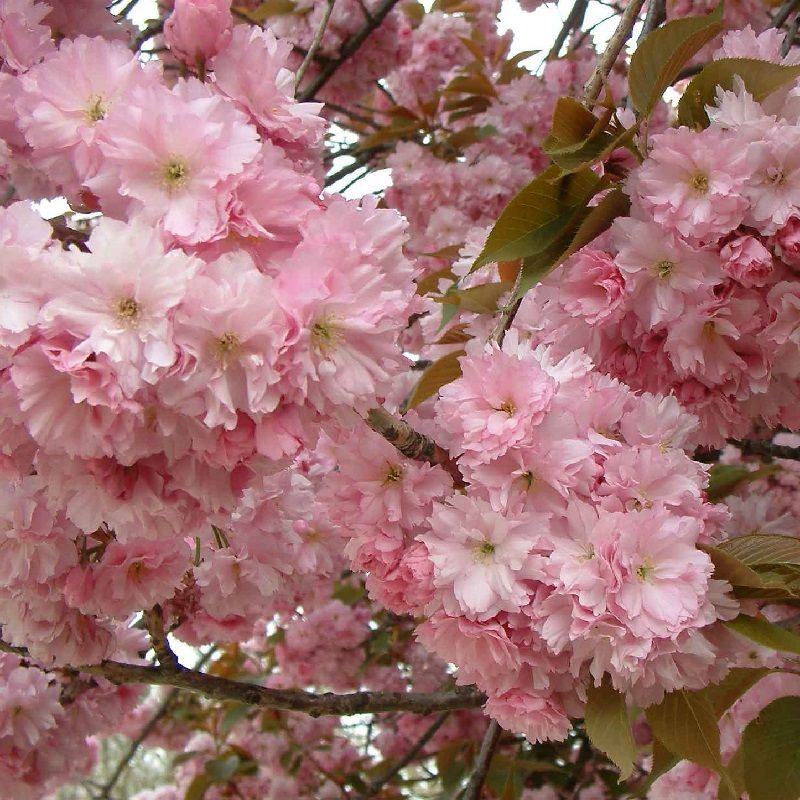 Prunus serr. 'Kanzan' Cherry Blossom 10 Litre
