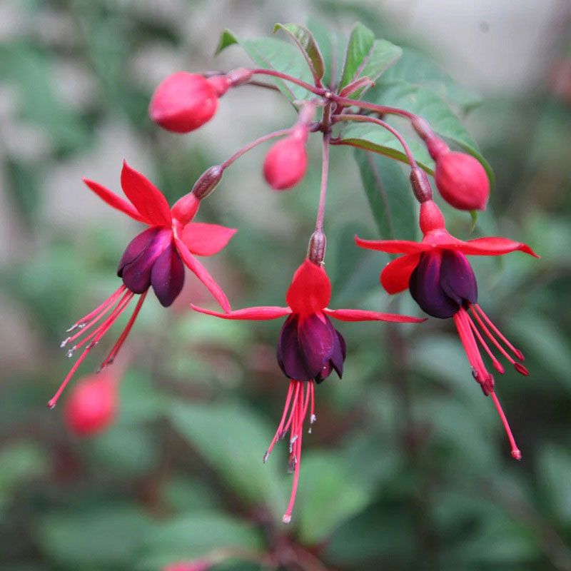 Fuchsia 'Mrs Popple' 2 Litre