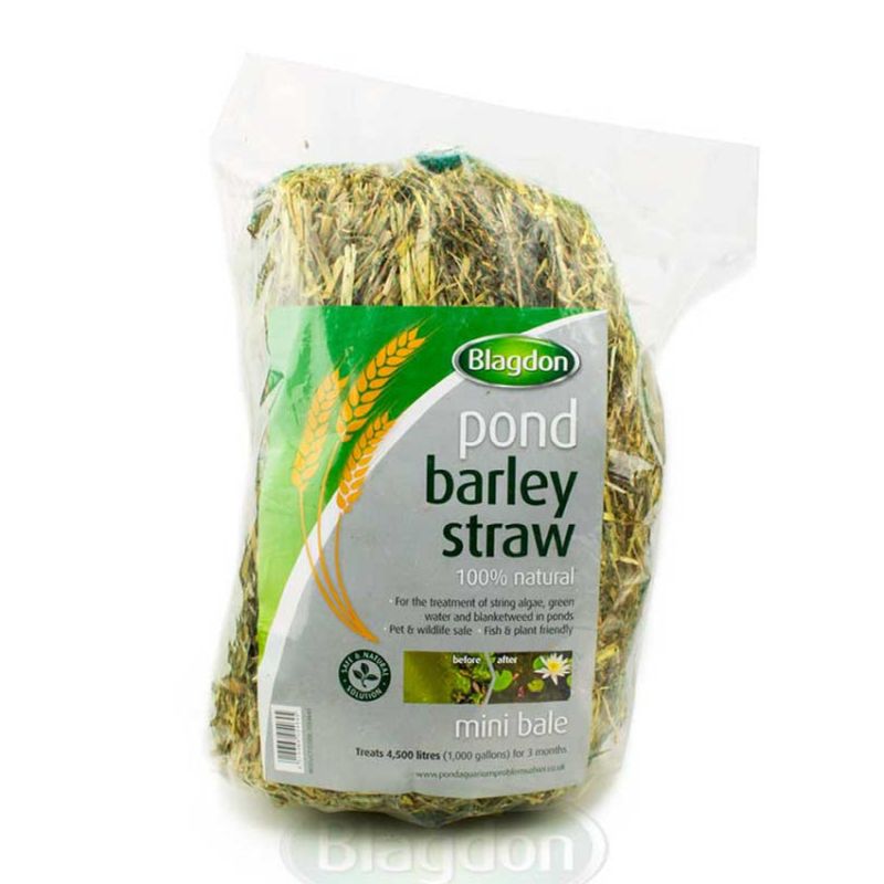 Blagdon Barley Straw Bale - Mini