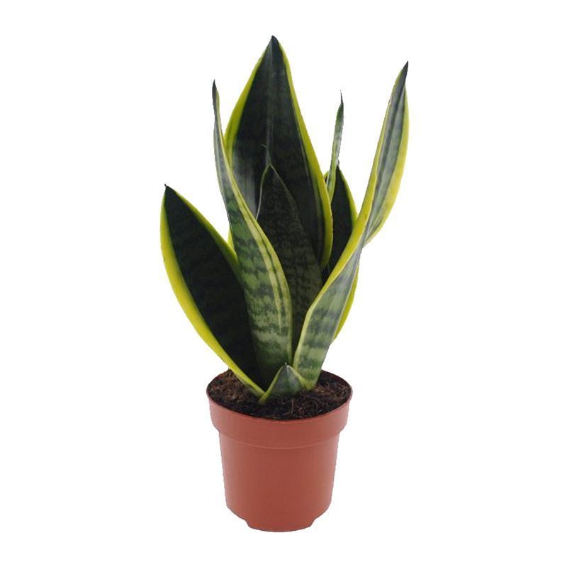 Sansevieria trif. 'Futura Superba' 14cm