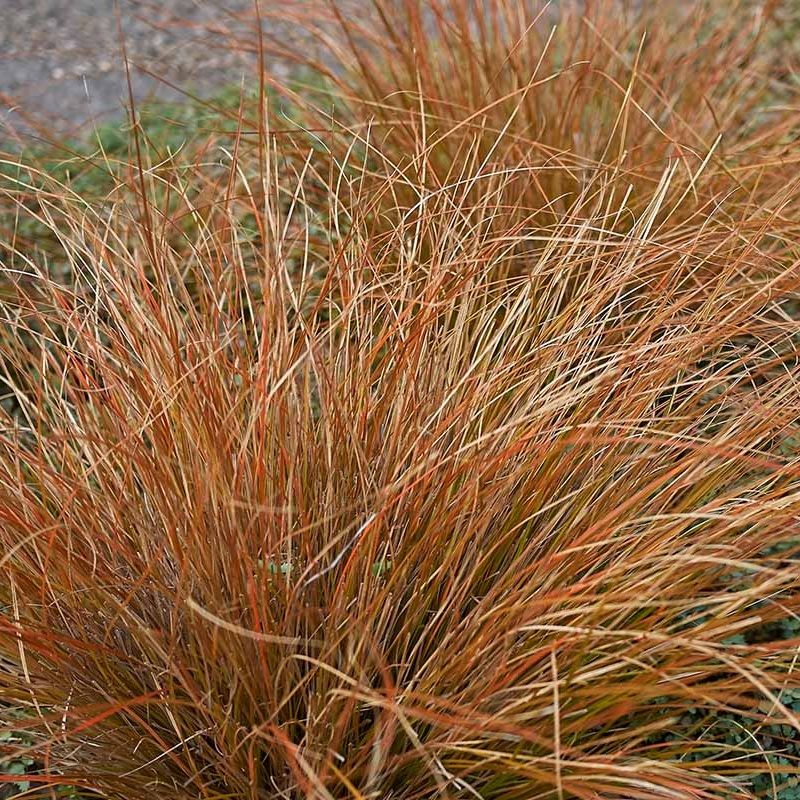 Carex testacea 'Prairie Fire'