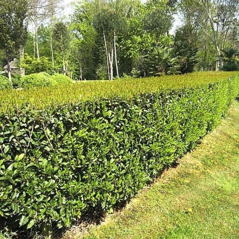Prunus lusitanica 'Angustifolia' 3 Litre