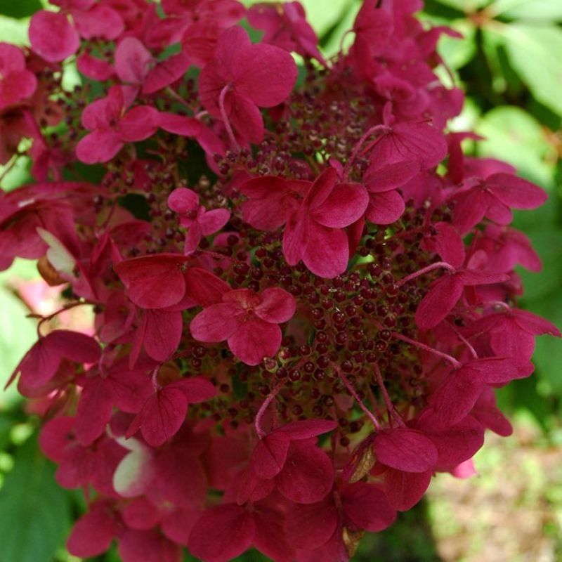 Hydrangea paniculata 'Wim's' Red' 7.5 Litre