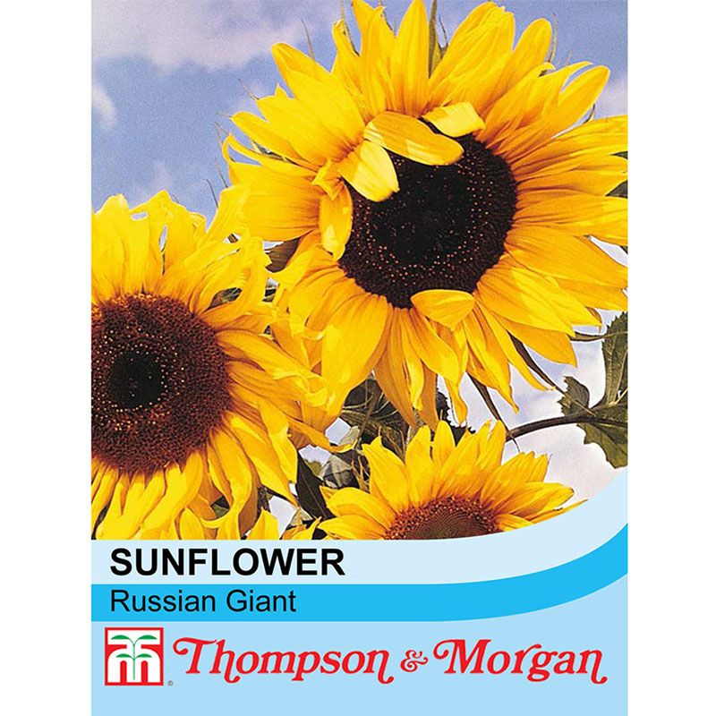 Thompson & Morgan Sunflower 'Russian Giant'