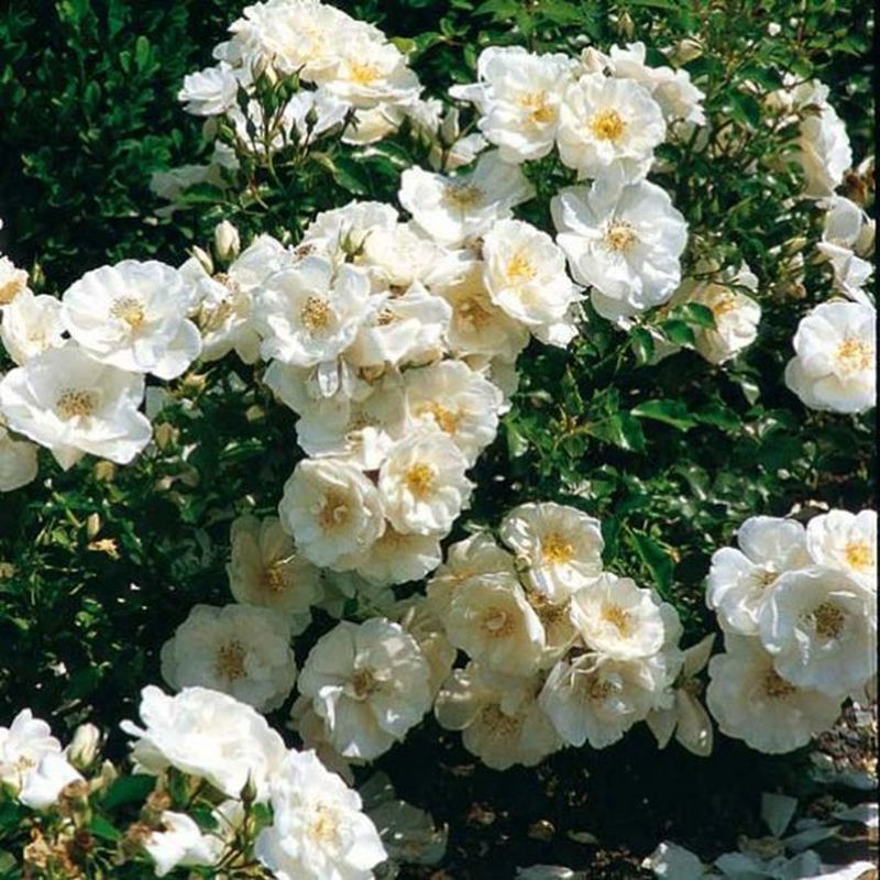 Rosa 'Flower Carpet White' 3.5 Litre