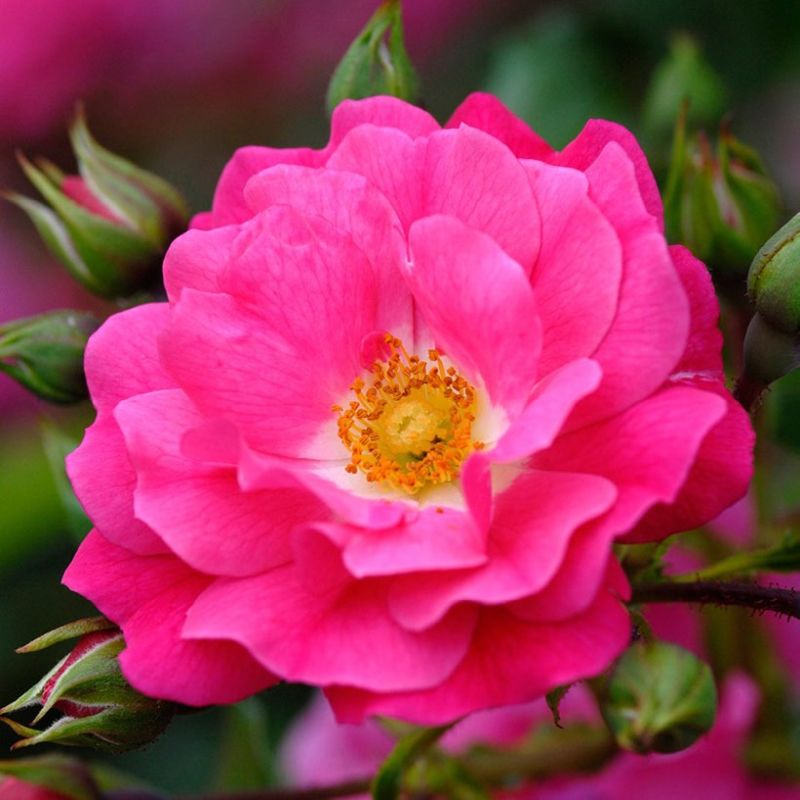 Rosa 'Flower Carpet Pink' (Ground Cover)