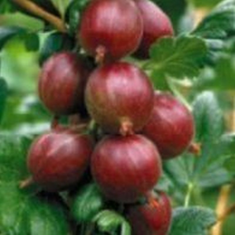 Gooseberry Hinnomaki - Red