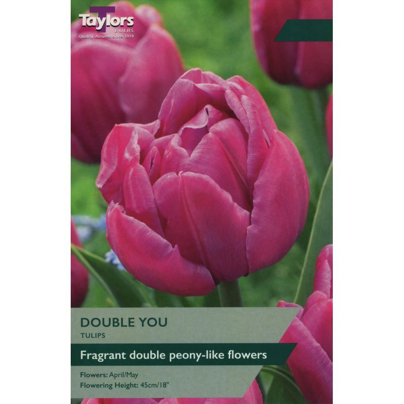 Tulip 'Double You'