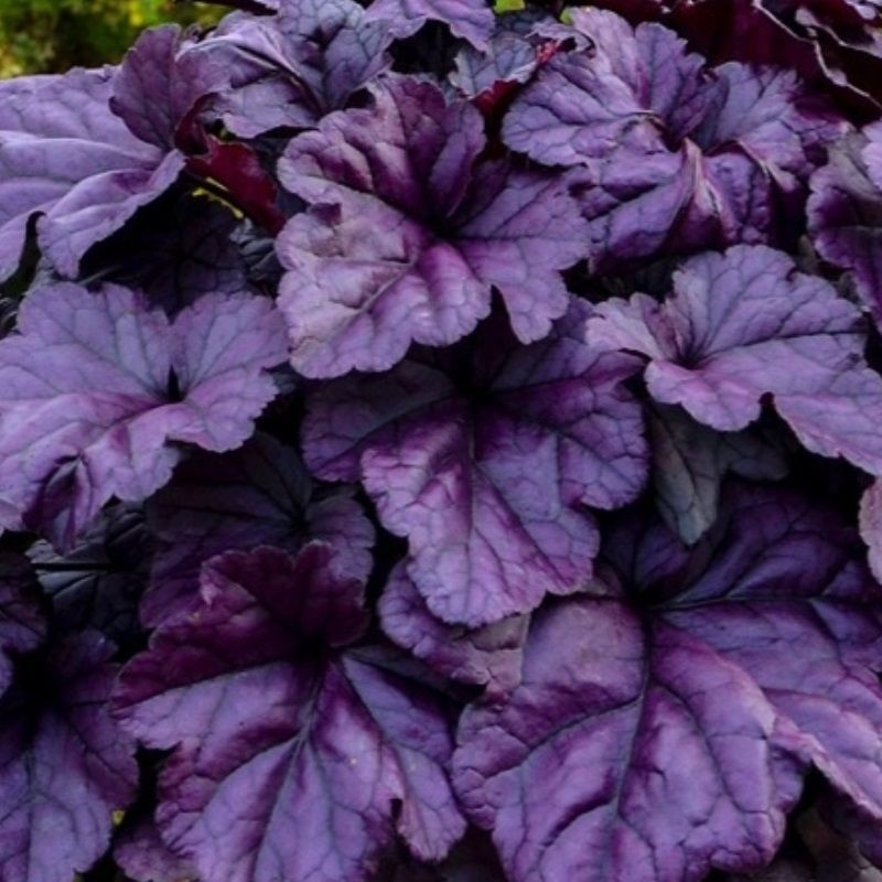 Heuchera 'Mulberry' 3 Litre