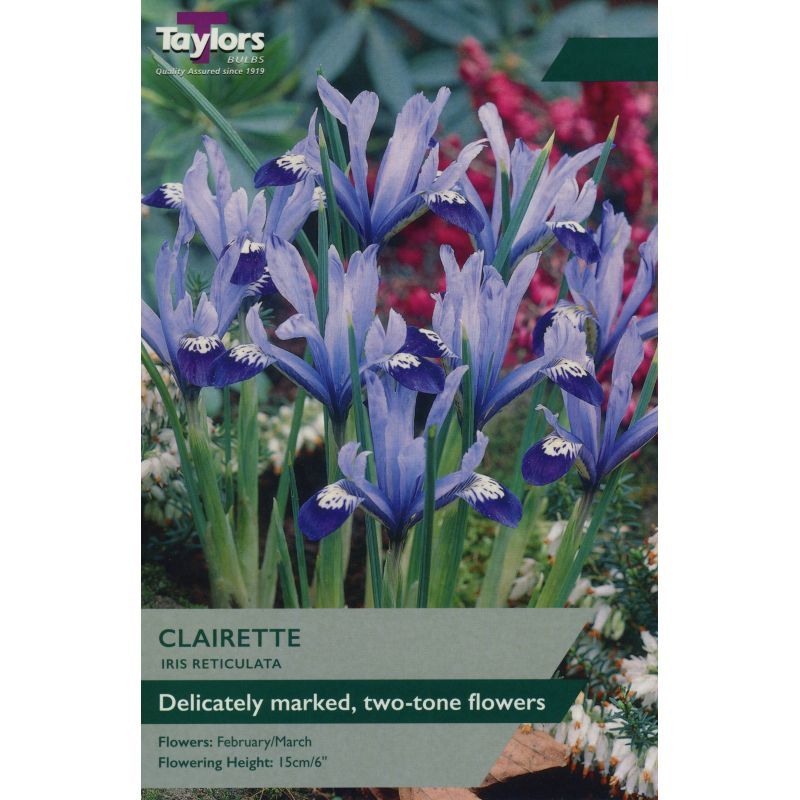 Iris 'Clairette' (Dwarf)