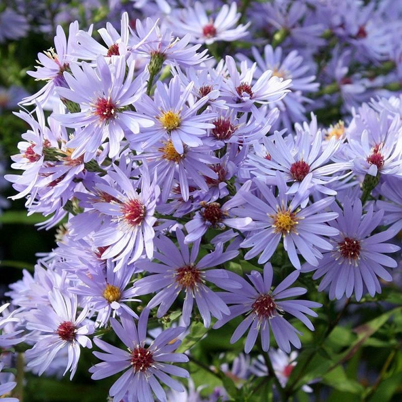 Aster 'Little Carlow' 2 Litre