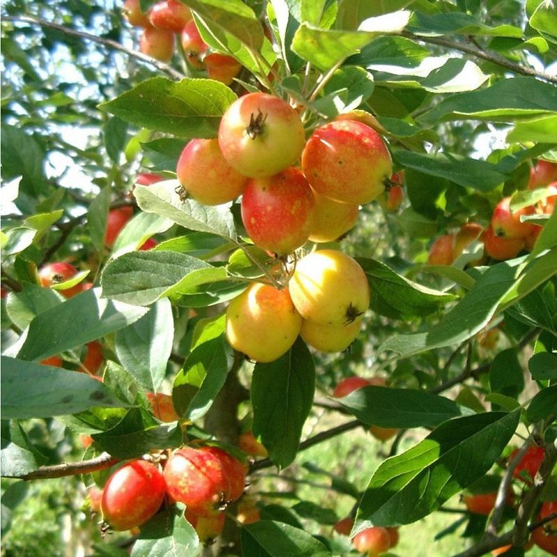 Malus 'John Downie'