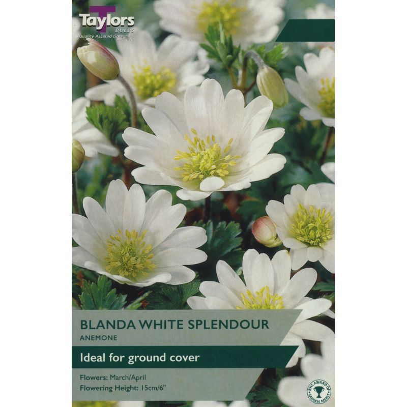 Anemone blanda 'White'